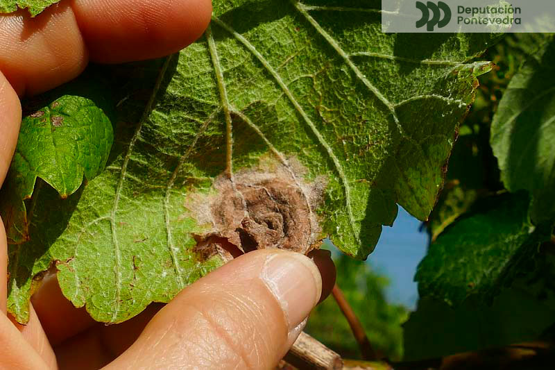 Mancha antiga con zona de avance e frutificación Mancha antiga con zona de avance e frutificación