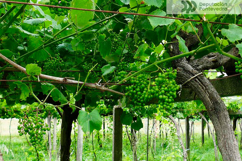 Pampos excesivamente aclarados Pampos excesivamente aclarados