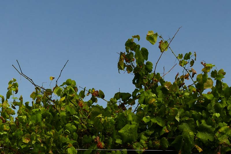 Perda de folla por mildio parte alta parra Perda de folla por mildio parte alta parra