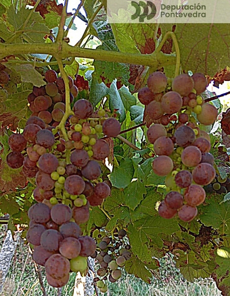 Pintado en variedade de mesa temperá Pintado en variedade de mesa temperá