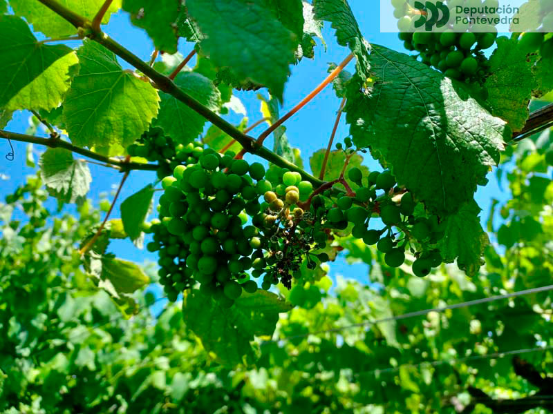 Primeiros síntomas de mildio larvado Primeiros síntomas de mildio larvado