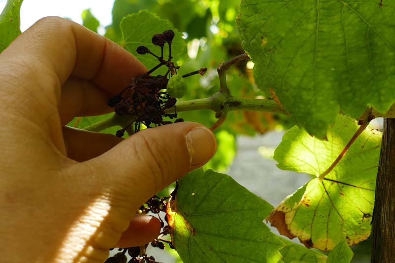 Rotura do raque seco por mildio larvado Rotura do raque seco por mildio larvado