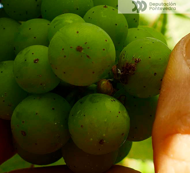 Segundo gran afectado pola eiruga de Lobesia Segundo gran afectado pola eiruga de Lobesia