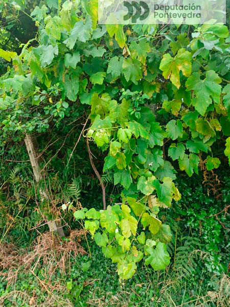 Viña abandonada con abundantes manchas esta semana Viña abandonada con abundantes manchas esta semana