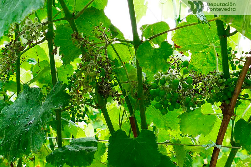 Vista parcial planta testemuña con acios ben afectados Vista parcial planta testemuña con acios ben afectados