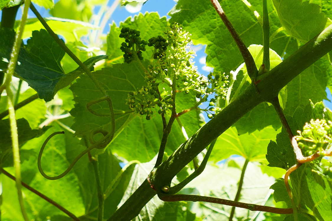 Nalgúns acios coexisten partes en flor e tamén sen abrir