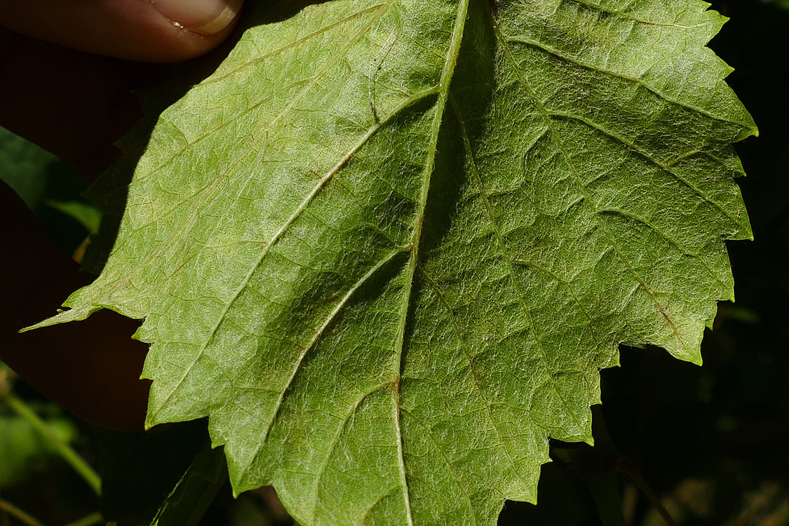 Envés da folla testemuña con abundantes manchas sen frutificar Envés da folla testemuña con abundantes manchas sen frutificar