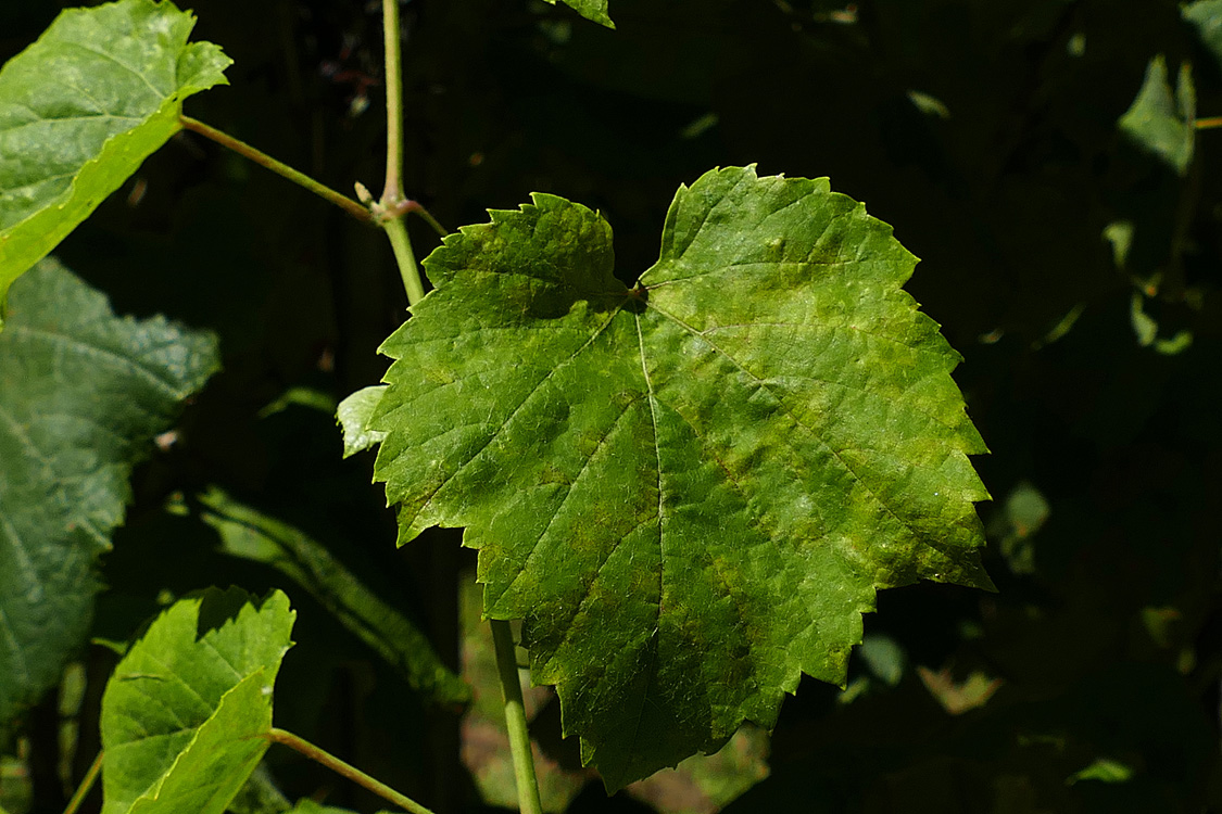 Face de folla testemuña con abundantes manchas incipientes Face de folla testemuña con abundantes manchas incipientes