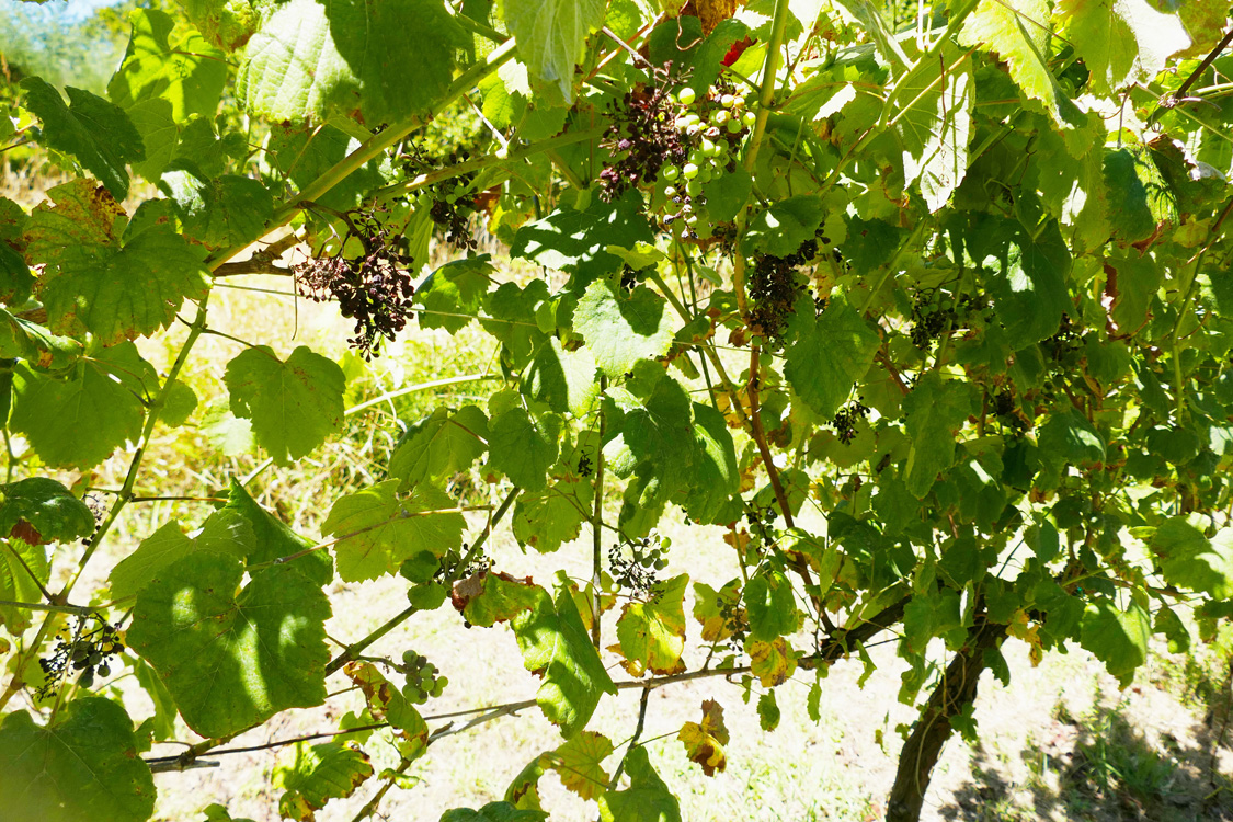 Vista parcial de planta testemuña Vista parcial de planta testemuña