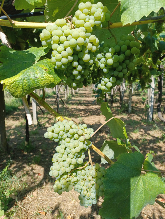 Acios de albariño completamente sas Acios de albariño completamente sas