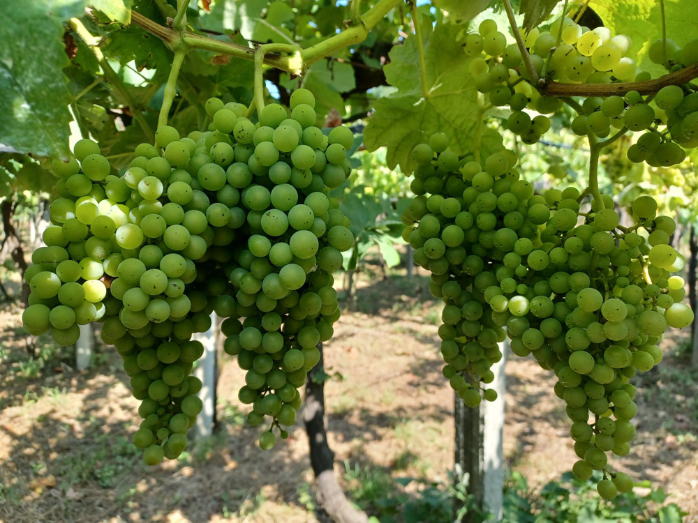 Acios de loureira aínda non en pintado sen dano algún Acios de loureira aínda non en pintado sen dano algún