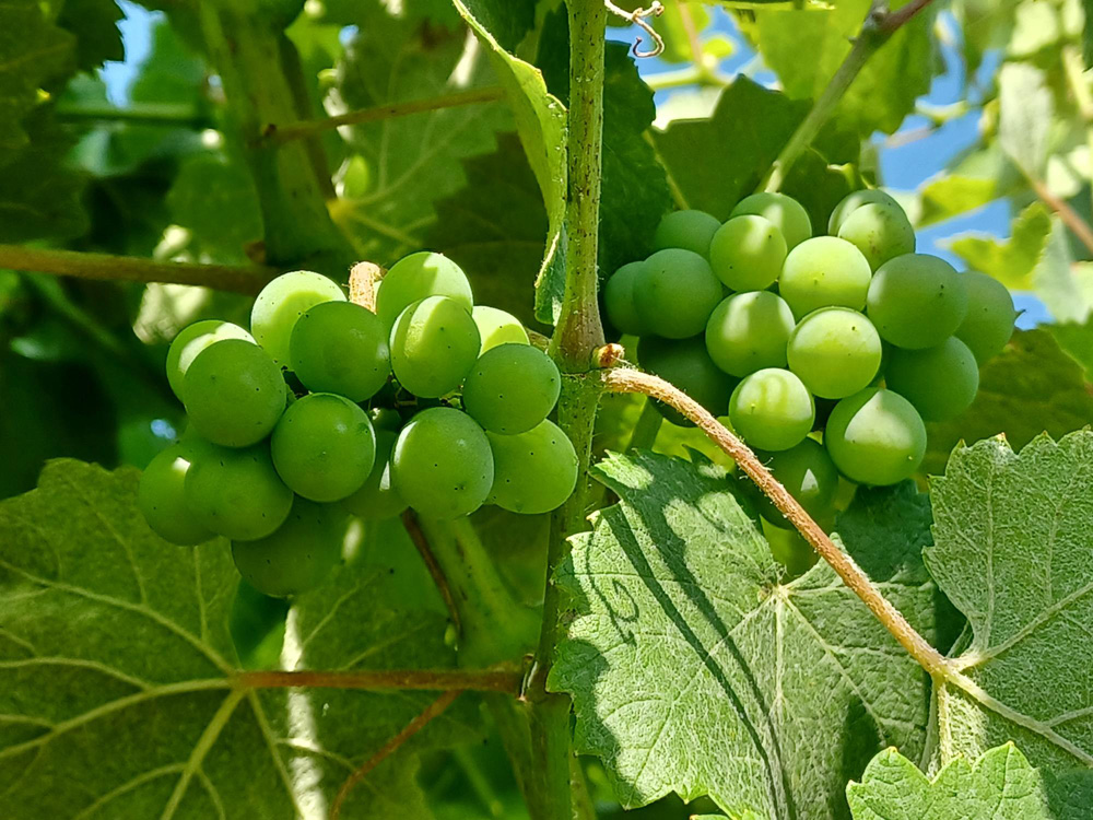 Incluso os rebuscos están sas Incluso os rebuscos están sas