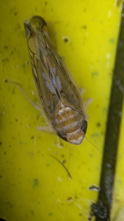 Scaphoideus titanus en trampa amarela Scaphoideus titanus en trampa amarela