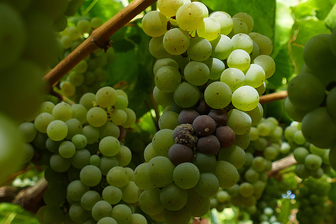 Botrite en acio albariño Botrite en acio albariño