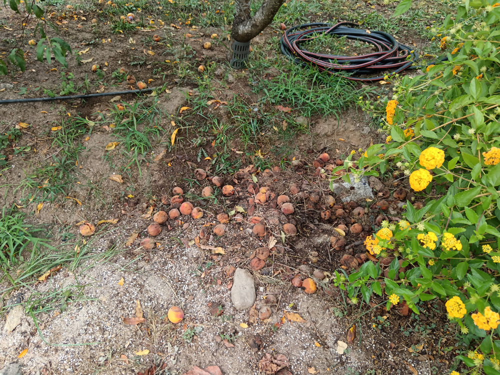 A froita caida ao solo debe retirarse A froita caida ao solo debe retirarse