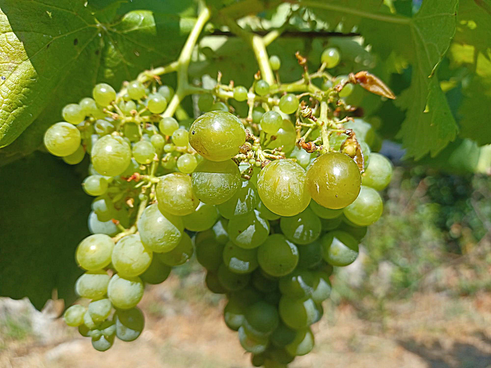 Acio de treixadura con danos por paxaros Acio de treixadura con danos por paxaros