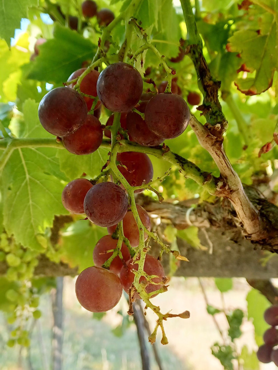 Acio de uva de mesa con danos paxaros Acio de uva de mesa con danos paxaros