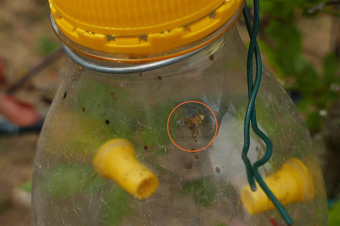 Adulto de Ceratitis capitata no interior da trampa Adulto de Ceratitis capitata no interior da trampa