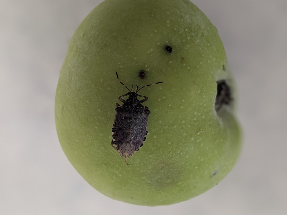 Adulto de Halyomorpha halys Adulto de Halyomorpha halys