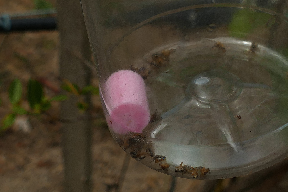 Adultos de C.capitata na base da trampa Adultos de C.capitata na base da trampa