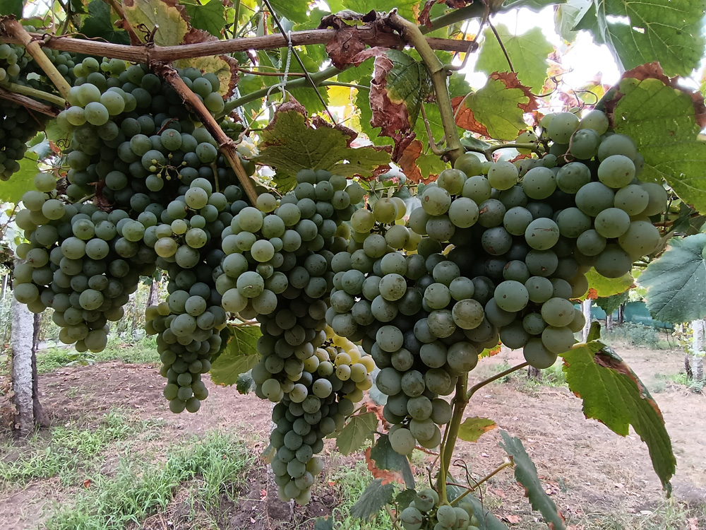 Colleita de albariño será abundante e sa Colleita de albariño será abundante e sa