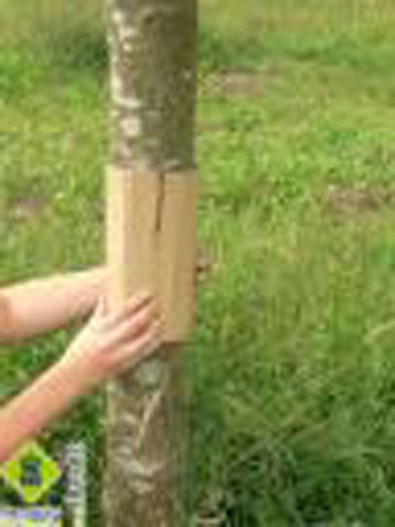 Colocación de banda-trampa para as eirugas de Cydia pomonella Colocación de banda-trampa para as eirugas de Cydia pomonella