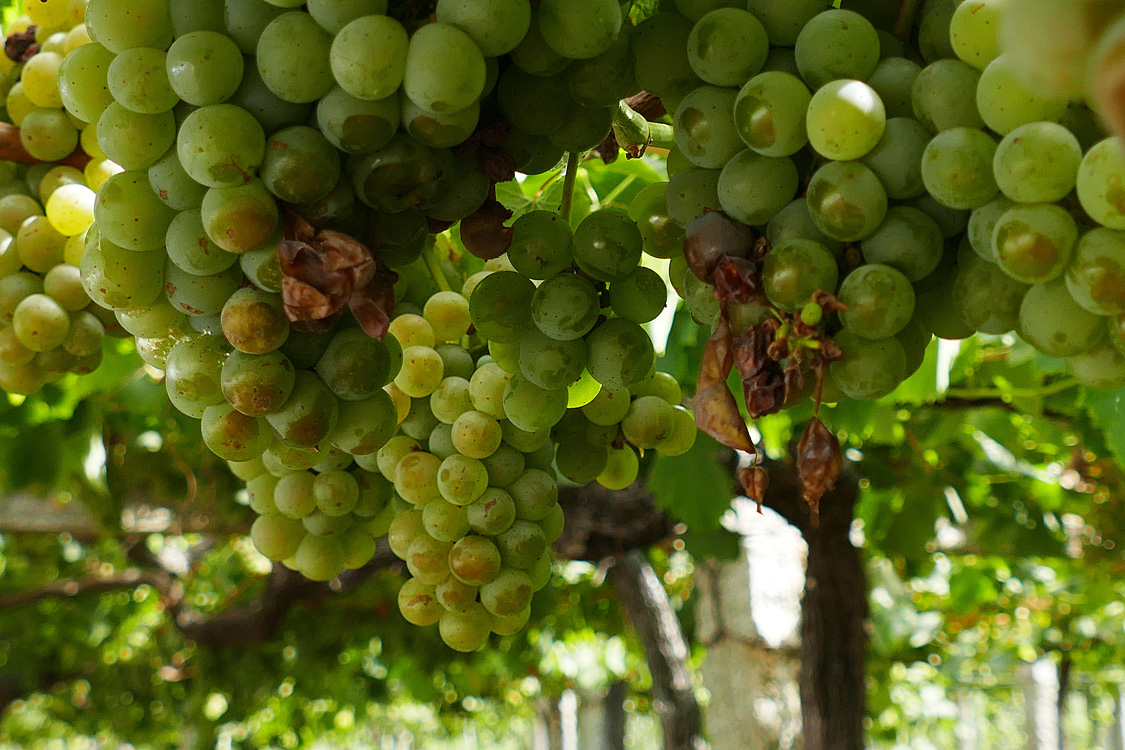 Danos de avespa asiática de momento sen botrite Danos de avespa asiática de momento sen botrite