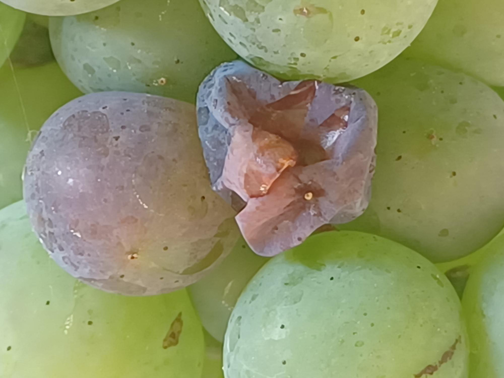 Ferida en uva pode atraer botrite e outras podres Ferida en uva pode atraer botrite e outras podres