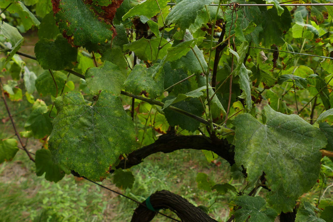 Manchas oidio (folla esquerda) e micelio (folla dereita) Manchas oidio (folla esquerda) e micelio (folla dereita)