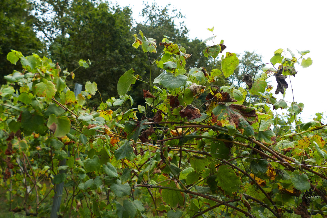 Mildio en planta testemuña sen tratamentos en toda a campaña Mildio en planta testemuña sen tratamentos en toda a campaña