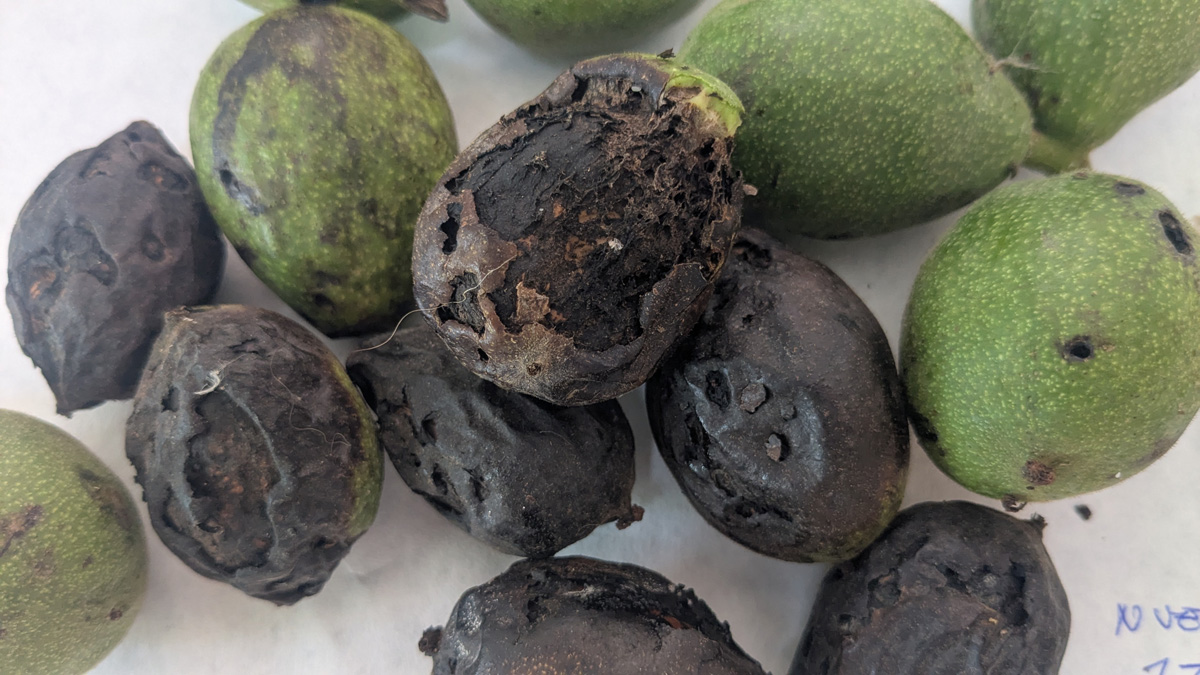 Noces afectadas pola mosca da casca verde Noces afectadas pola mosca da casca verde