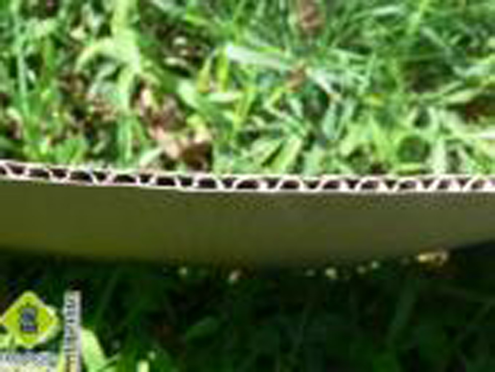 Ondulacións onde quedarán atrapadas as eirugas de C. pomonella Ondulacións onde quedarán atrapadas as eirugas de C. pomonella