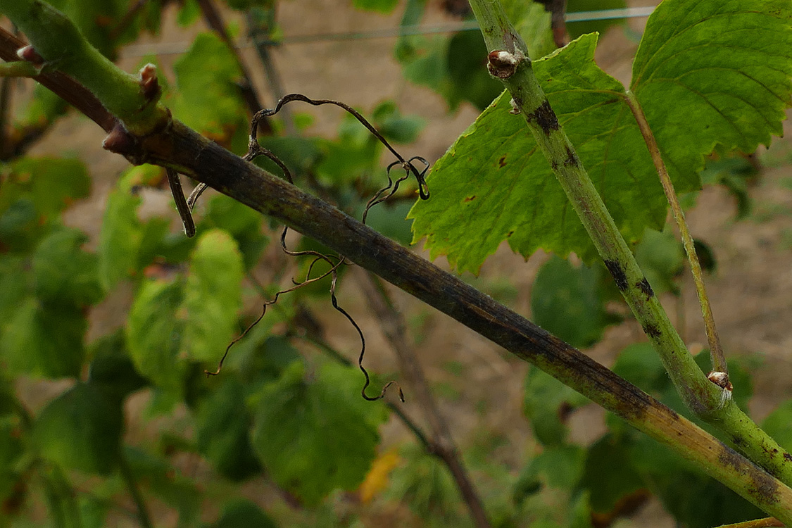 Pampos con diferente afectación oídio planta testemuña Pampos con diferente afectación oídio planta testemuña