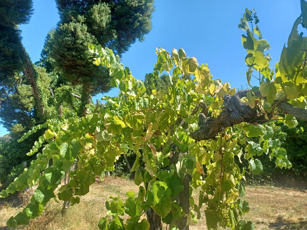 Planta con síntomas de estrés hídrico Planta con síntomas de estrés hídrico