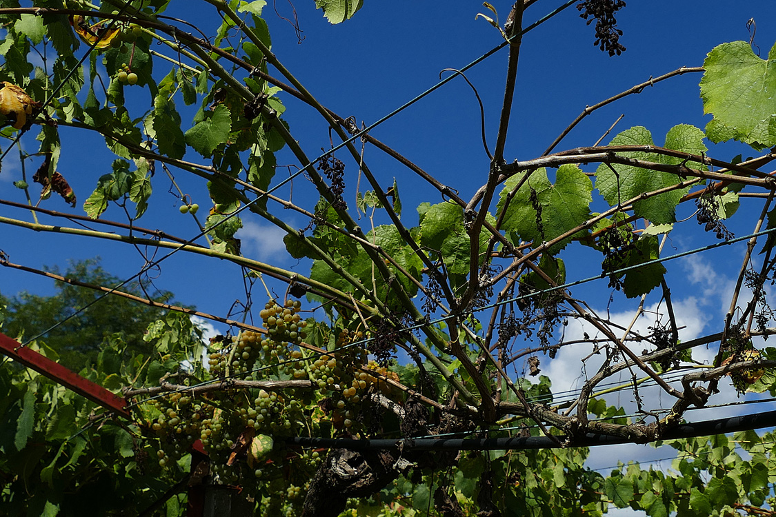 Planta practicamente perdeu xa toda produción por enfermidade madeira Planta practicamente perdeu xa toda produción por enfermidade madeira