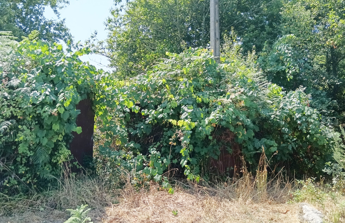 Plantas de vide abandonadas en Condado que habería que eliminar Plantas de vide abandonadas en Condado que habería que eliminar