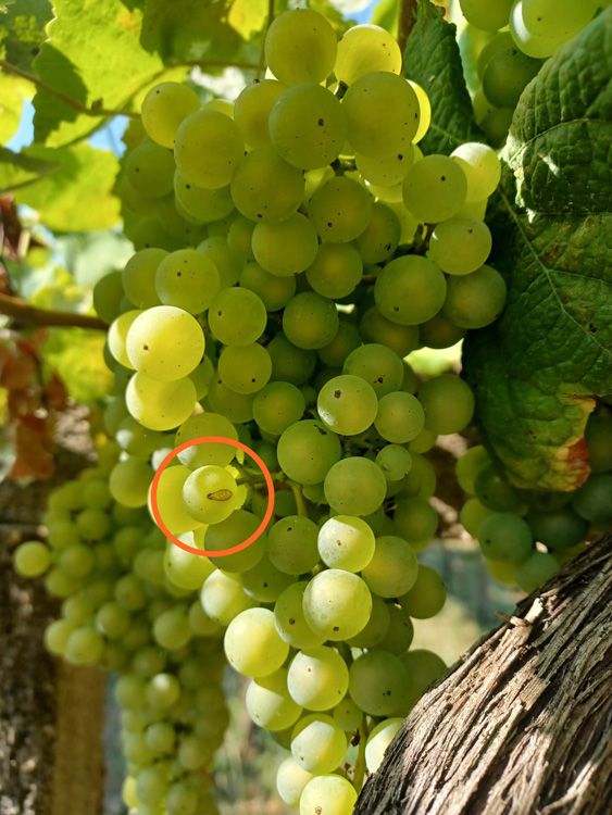 Racho fisiolóxico en uva Loureira Racho fisiolóxico en uva Loureira