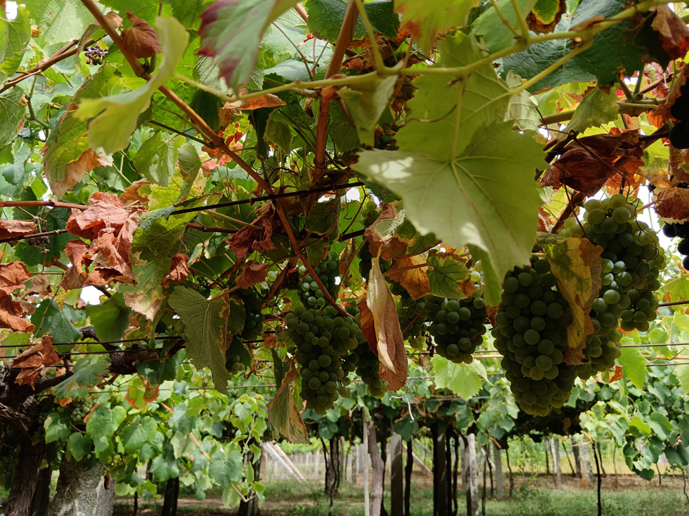 Síntomas máis avanzados planta de boa produción Síntomas máis avanzados planta de boa produción