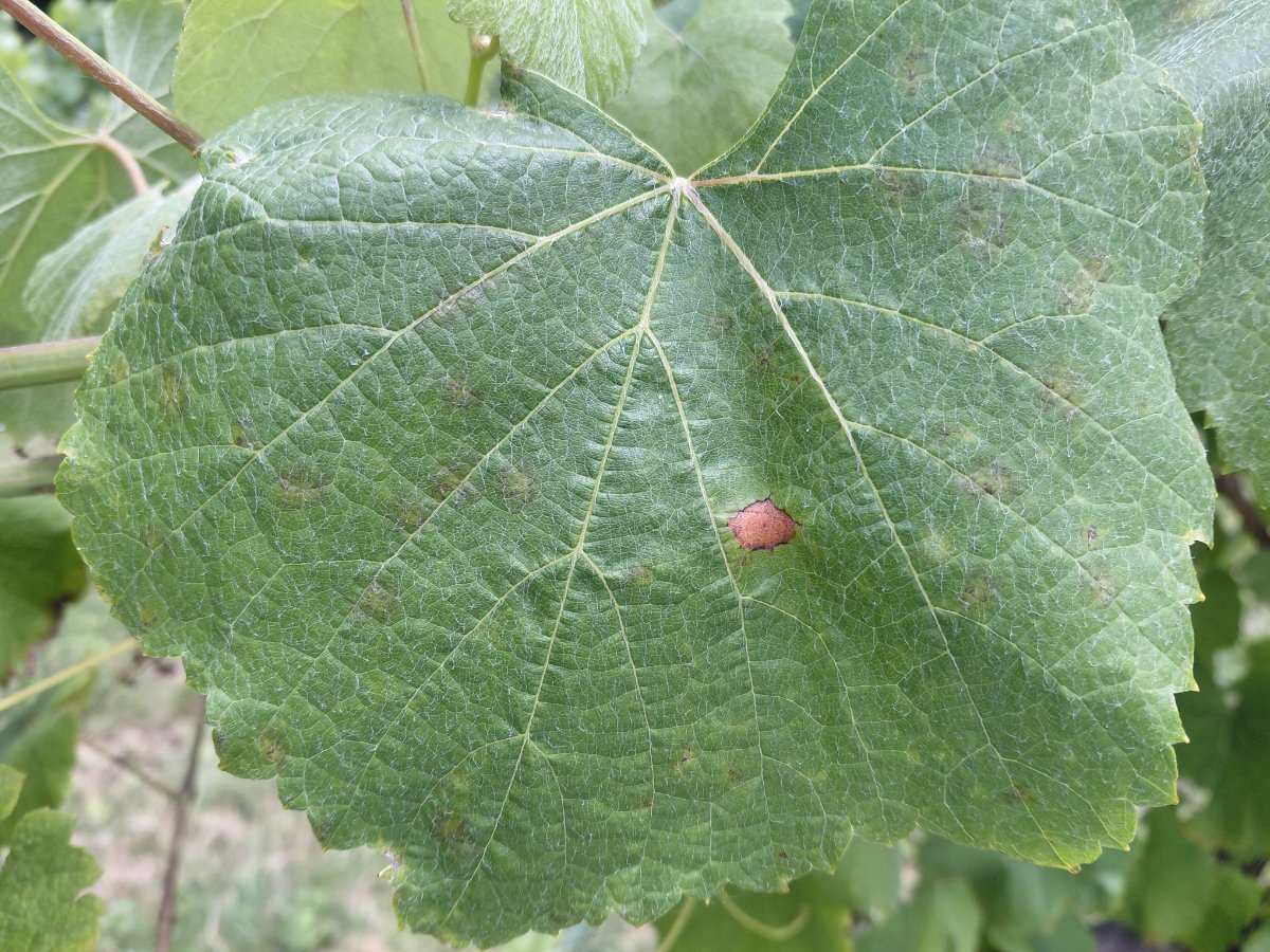 20260608mancha_de_black_rot_e_de_mildio_moi_incipientes_en_planta_testemuna_areeiro
