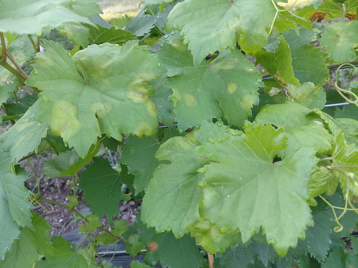 20260629manchas_novas_en_planta_sen_tratamentos 20260629manchas_novas_en_planta_sen_tratamentos