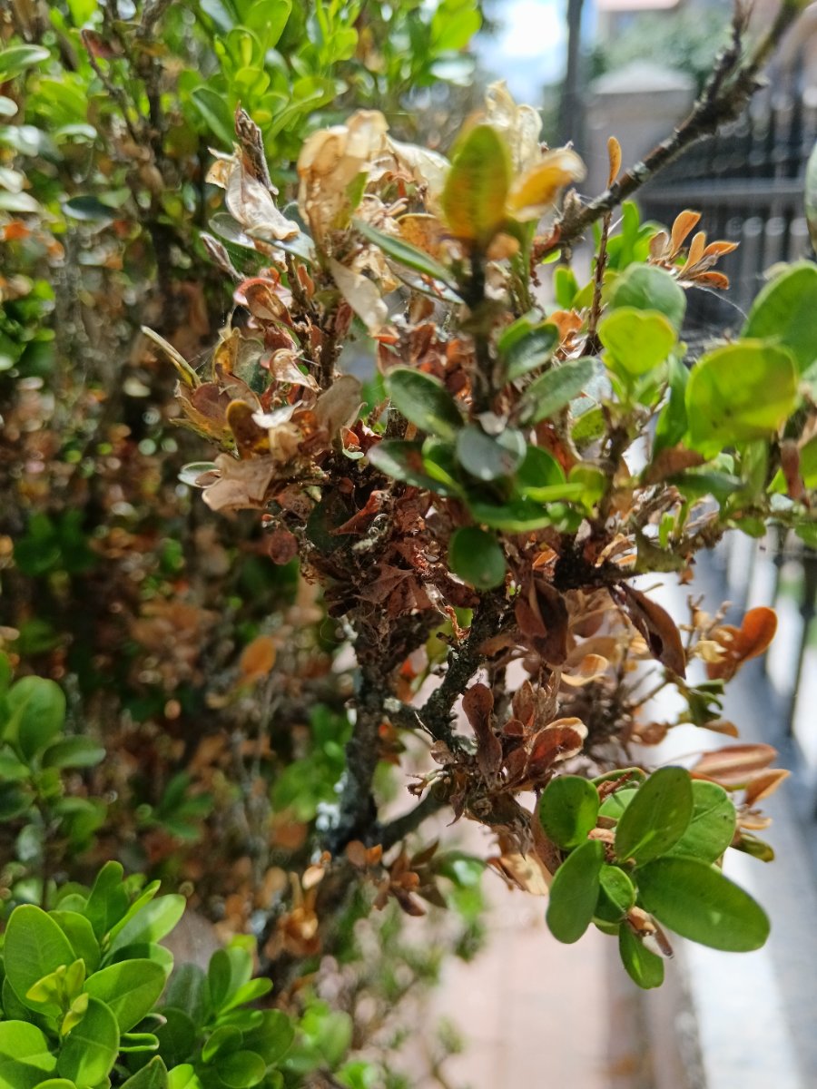 20260629planta_de_buxo_con_ataque_de_cydalima 20260629planta_de_buxo_con_ataque_de_cydalima