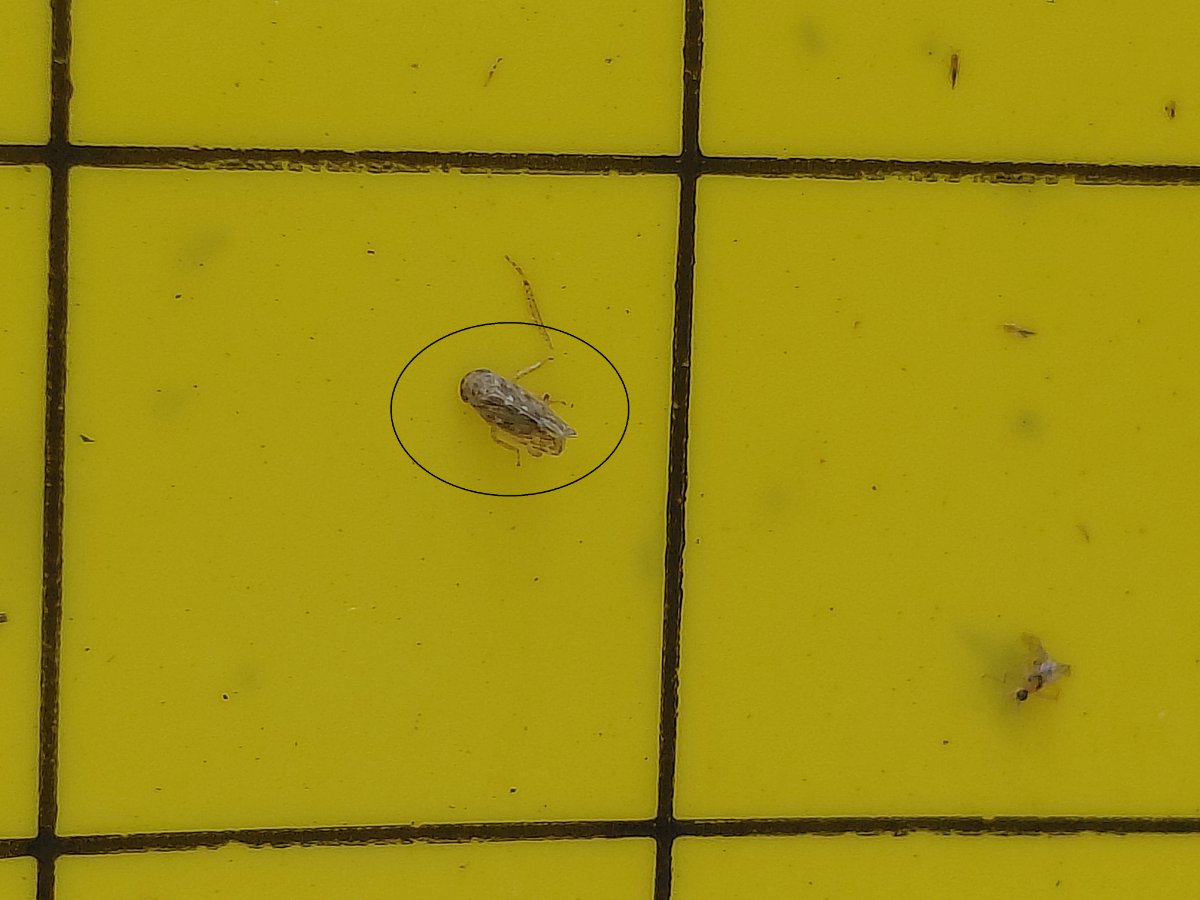 20260708en_condicions_de_campo_alguns_inectos_semellan_ser_scaphoideus_pero_non_o_son