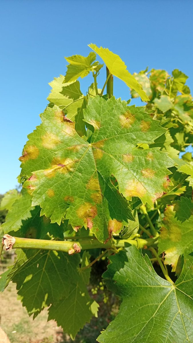 detalle_de_folla_de_mencia_con_abundantes_manchas_cedida detalle_de_folla_de_mencia_con_abundantes_manchas_cedida