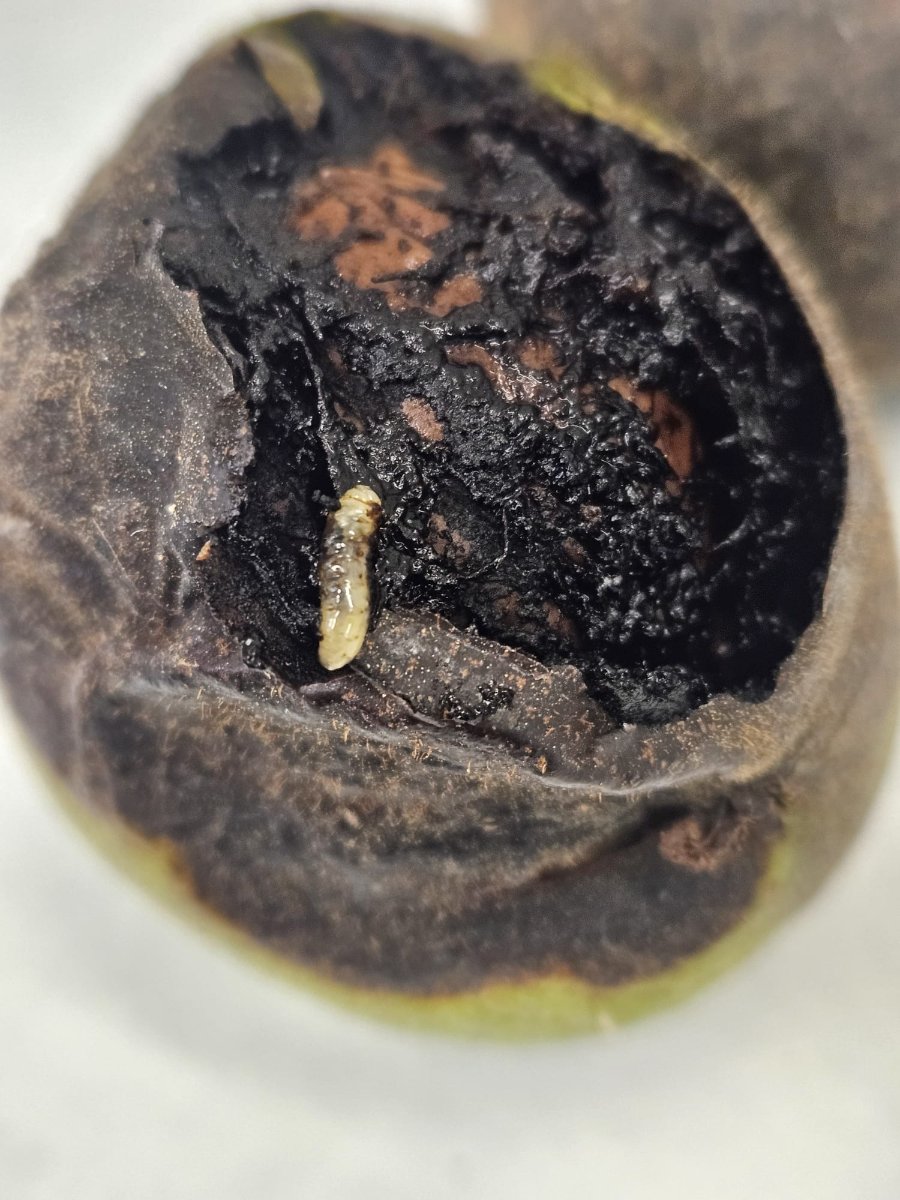 noz_afectada_por_rhagoletis_completa_e_larva_no_interior_da_casca