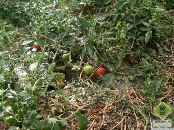 restos_de_cultivo_de_tomate_deben_eliminarse_para_reducir_pragas_e_patoxenos