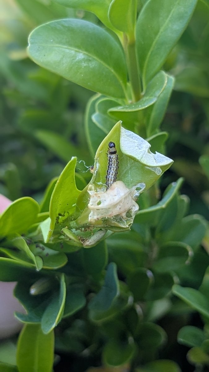 sintomas_da_alimentacion_da_eiruga_de_cydalima sintomas_da_alimentacion_da_eiruga_de_cydalima