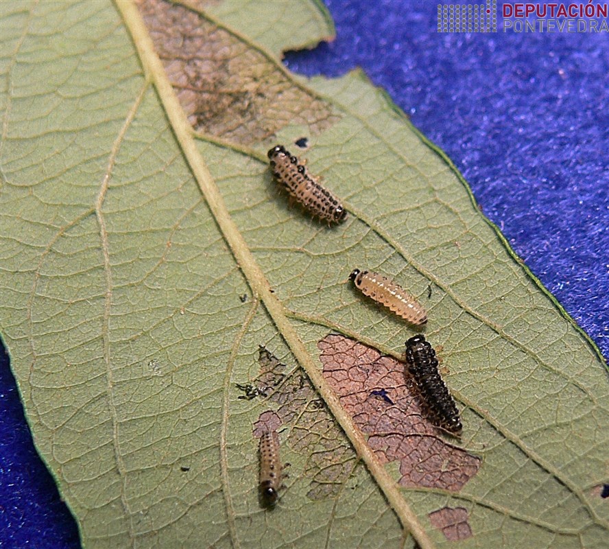 Larvas de crisomelido en hoja de Salix atrocinerea