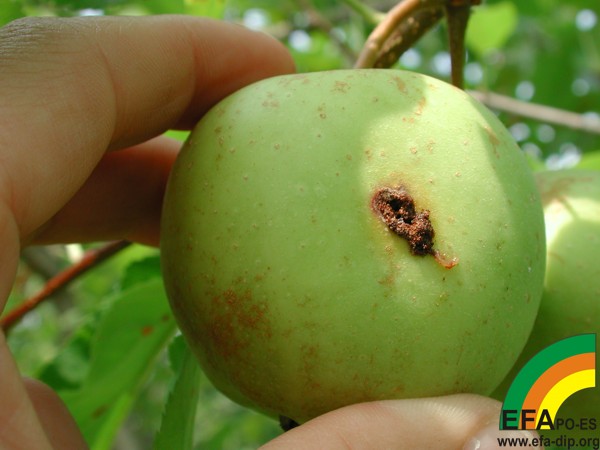 Carpocapsa pomonella - Penetración larvaria en froito da variedade golden