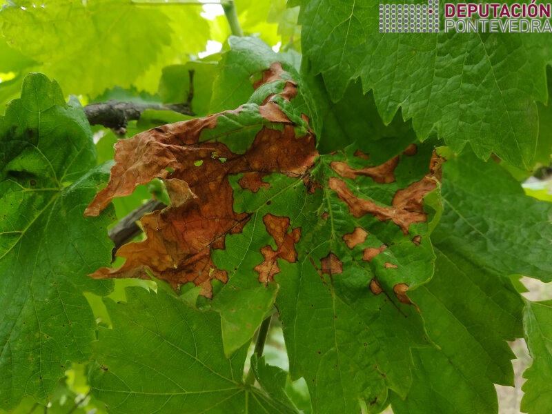 Folla con abundantes síntomas black rot viña abandonada