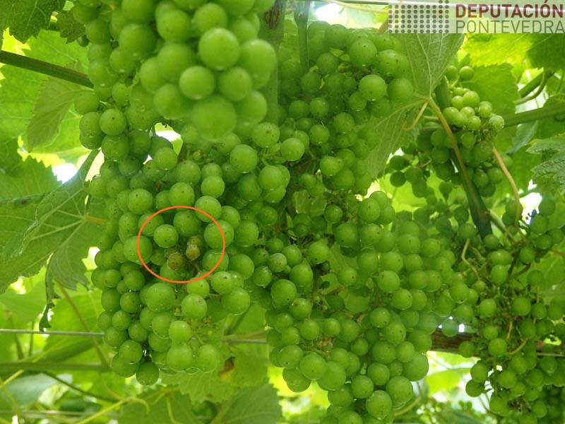 Nalgunhas viñas so mildio acio puntual Nalgunhas viñas ausencia mildio
